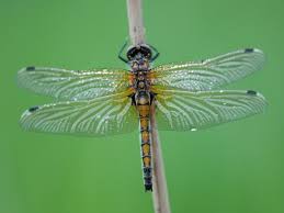 Attēlu rezultāti vaicājumam “Leucorrhinia pectoralis”