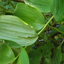 Attēlu rezultāti vaicājumam “Polygonatum verticillatum fruit”