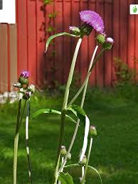 Attēlu rezultāti vaicājumam “Cirsium heterophyllum leaf”