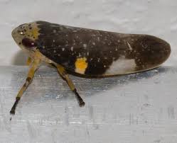 Attēlu rezultāti vaicājumam “Aphrophoridae imago”