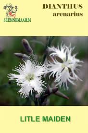 Attēlu rezultāti vaicājumam “Dianthus arenarius”