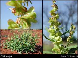 Attēlu rezultāti vaicājumam “Haloragaceae”