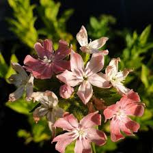 Image result for Lychnis chalcedonica `Dusky Salmon`