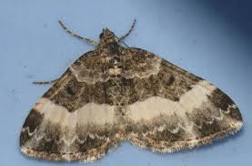 Attēlu rezultāti vaicājumam “Euphyia unangulata”