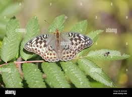 Attēlu rezultāti vaicājumam “Argynnis paphia female”