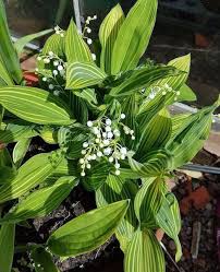 Attēlu rezultāti vaicājumam “Convallaria majalis leaf”