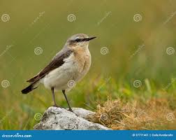 Attēlu rezultāti vaicājumam “Oenanthe oenanthe female”