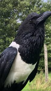 Attēlu rezultāti vaicājumam “Corvidae”