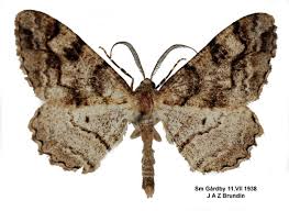 Attēlu rezultāti vaicājumam “Alcis repandata”