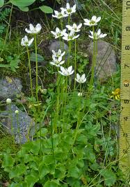 Attēlu rezultāti vaicājumam “Parnassia palustris leaf”