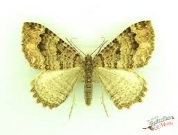 Attēlu rezultāti vaicājumam “Triphosa dubitata”