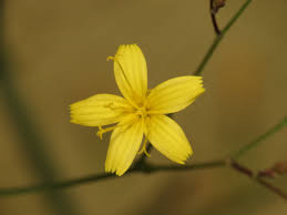 Attēlu rezultāti vaicājumam “Mycelis muralis flower”