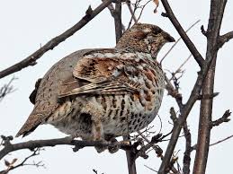 Attēlu rezultāti vaicājumam “Tetrastes bonasia”