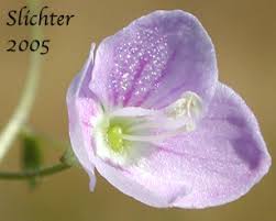 Attēlu rezultāti vaicājumam “Veronica scutellata leaf”