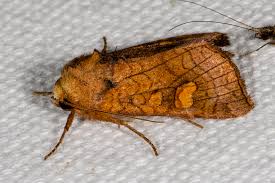 Attēlu rezultāti vaicājumam “Amphipoea”