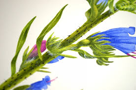 Attēlu rezultāti vaicājumam “Echium vulgare leaf”