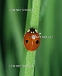 Attēlu rezultāti vaicājumam “Adalia bipunctata”