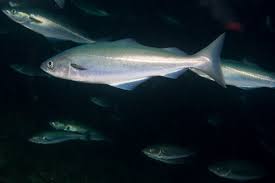 Image result for Pollachius virens