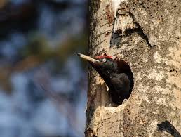 Attēlu rezultāti vaicājumam “Dryocopus martius”