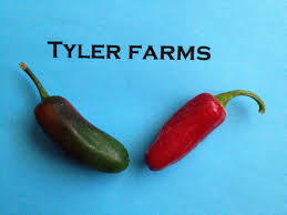 Afbeeldingsresultaat voor biker billy jalapeno hot pepper