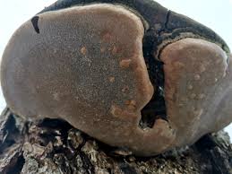 Attēlu rezultāti vaicājumam “Phellinus alni”