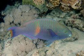 Image result for Scarus fuscopurpureus