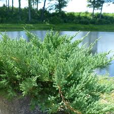 Attēlu rezultāti vaicājumam “Juniperus chinensis”
