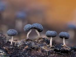 Attēlu rezultāti vaicājumam “Physarum album macro”