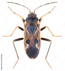 Image result for Rhyparochromus