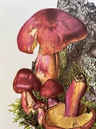 Attēlu rezultāti vaicājumam “Tricholomopsis rutilans”