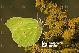 Attēlu rezultāti vaicājumam “Gonepteryx rhamni male”