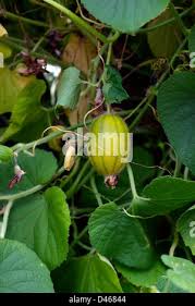 Attēlu rezultāti vaicājumam “Thladiantha dubia flower”
