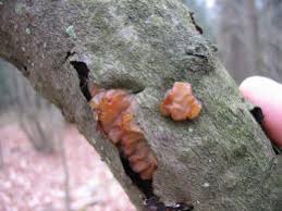 Attēlu rezultāti vaicājumam “Exidia cartilaginea”