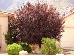 Attēlu rezultāti vaicājumam “Prunus cerasifera”