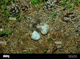 Attēlu rezultāti vaicājumam “Caprimulgus europaeus nest”