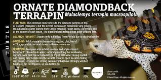 Image result for Malaclemys terrapin