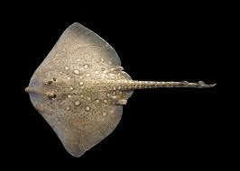 Image result for Raja polystigma