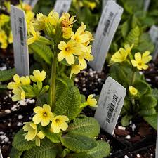 Attēlu rezultāti vaicājumam “Primula elatior flower”