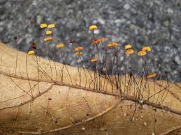 Attēlu rezultāti vaicājumam “Marasmius sp.”