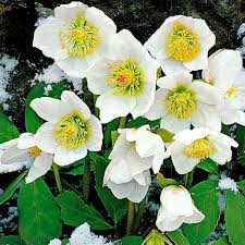 Image result for Christrose