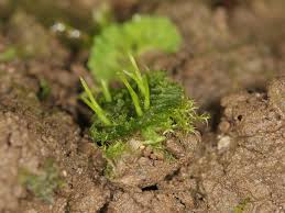 Attēlu rezultāti vaicājumam “Anthocerotopsida”