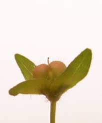 Attēlu rezultāti vaicājumam “Veronica agrestis leaf”