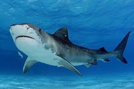 Image result for Galeocerdo cuvier