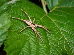 Attēlu rezultāti vaicājumam “Pisaura mirabilis male”