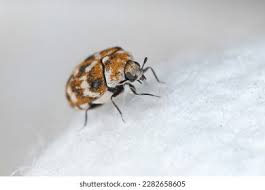 Attēlu rezultāti vaicājumam “Anthrenus scrophulariae”