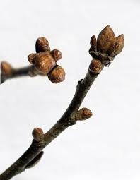 Attēlu rezultāti vaicājumam “Quercus robur bud”