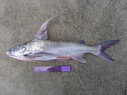 Image result for Bagre marinus