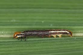 Attēlu rezultāti vaicājumam “Stemonaria irregularis stalked”