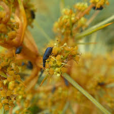 Attēlu rezultāti vaicājumam “Dasytes sp.”