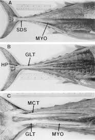 Image result for Euthynnus alletteratus